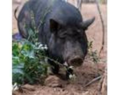Adopt Petunia a Pig (Potbellied) farm-type animal in Kanab, UT (24507824)