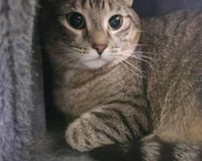 Hello, I`m Little Girl. Life can be a big, scary place when you`re small and on your own. I was just a tiny kitten when I found myself alone in the world. I`m a bit timid at first and prefer quiet corners to loud noises. I`ve grown to appreciate the simple things, like gentle strokes or a soothing voice. I may be a little girl in a big world, but I have a lot of love to give. Adopt me and I`ll ...