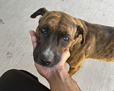 Khloe - Plott Hound Female Dog for Adoption