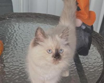 Household pet. Not registered. First round of shots. Beautiful female seal point Ragdoll kitten, a little bundle of joy with soft, silky fur and striking blue eyes that will melt your heart. She is a sweet kitten with a gentle disposition and would make the perfect addition to your family.