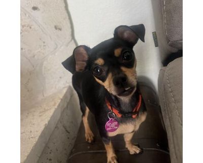 Tauriel Imperial - Chihuahua/Mixed Breed (Medium) Mix Female Dog for Adoption