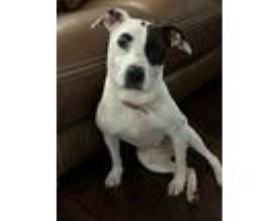 Adopt Sadie a White - with Brown or Chocolate American Pit Bull Terrier /