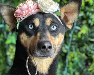Exciting News: This adorable pup will be at an adoption event near you! Check our website: https://AmazingDogsRescue.org/dogs/ Or call 888.508.8943 (Monday to Sunday, 8 AM to 8 PM).. Out-of-town pets are cared for by non-local organizations who can make arrangements for the pet to be transported to your area. Learn More. Young Female Medium Tricolor (Brown, Black, & White) , Black