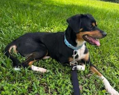Bash - Miniature Pinscher Male Dog for Adoption