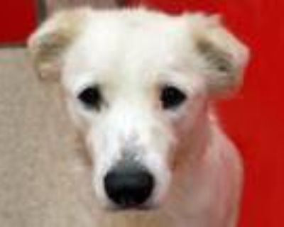 Adopt SWEET PEA* a Labrador Retriever, Mixed Breed