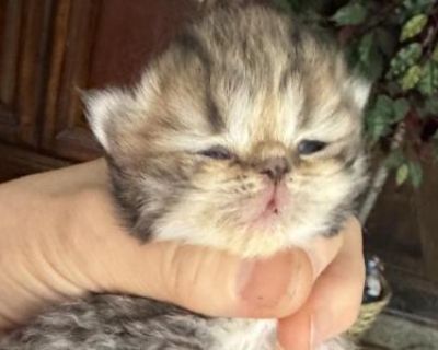 Celestial Newborn - Persian Male & Female Kitten For Sale