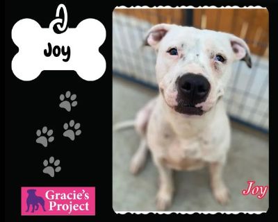 Joy - Pit Bull Terrier Mix Female Dog for Adoption