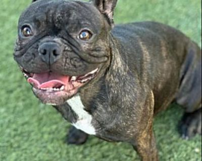 Tails - French Bulldog Female Dog for Adoption