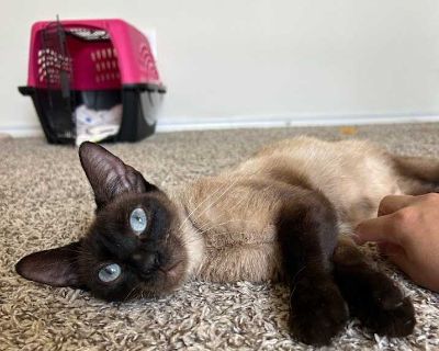 Sofie - Siamese Female Cat for Adoption
