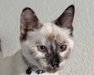 Meet Starburst! She was found with her siblings outside an apartment complex. An adorable Siamese mix girl with the cutest white tip at the end of her tail. Her sweet little face looks like she was splattered with dust or perhaps tiny stars (it s how she got her name!), She is all in for play and adventure and is typically racing around with her sister, Taffy. She;s a bit shy at first when she ...