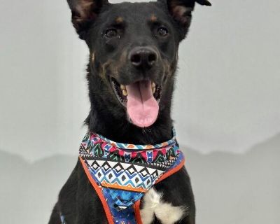 Exciting News: This adorable pup will be at an adoption event near you! Check our website: https://AmazingDogsRescue.org/dogs/ Or call 888.508.8943 (Monday to Sunday, 8 AM to 8 PM).. Out-of-town pets are cared for by non-local organizations who can make arrangements for the pet to be transported to your area. Learn More. Young Male Medium Black , Brown / Chocolate