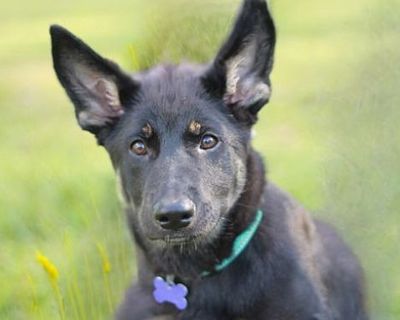 Sydney the TriPawd - German Shepherd Dog/Australian Shepherd Mix Female Puppy for Adoption