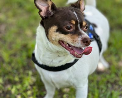 Lap and smiley Boy!!! - Chihuahua & Rat Terrier Mix Male Dog for Adoption