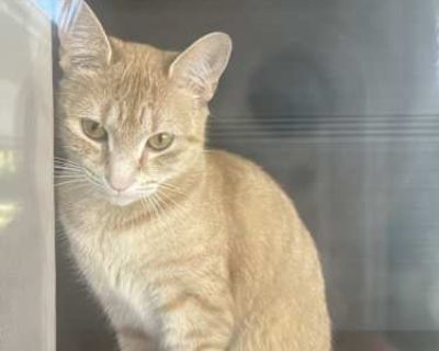 Her name is Luna, and she s two and a half years old. She s such a sweetheart. She is very playful and clingy in the cutest way, though she can be a bit shy at first. Once she warms up to you, she s full of love and affection. I m looking for someone who will give her a safe, caring home someone patient and kind who will treat her with the love she truly deserves. Luna means a lot to me, so fin...