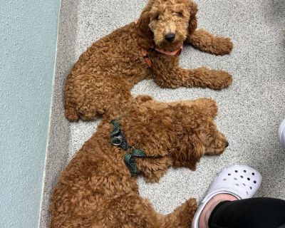 Cavapoo Puppies