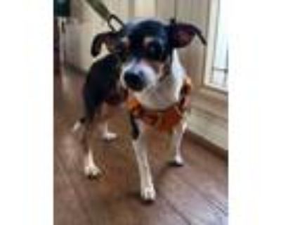 Dog for adoption - EVA, a Border Terrier & Jack Russell Terrier Mix in Pico  Rivera, CA