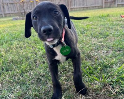 Born in August, Lela Love is a sweet and gentle Retriever mix with a friendly, timid personality. She loves to observe new things at her own pace and warms up beautifully to people and other animals with a little patience. Lela's calm and loving nature makes her the perfect companion for someone who can give her time and reassurance as she grows into her confident, playful side. If you're looki...