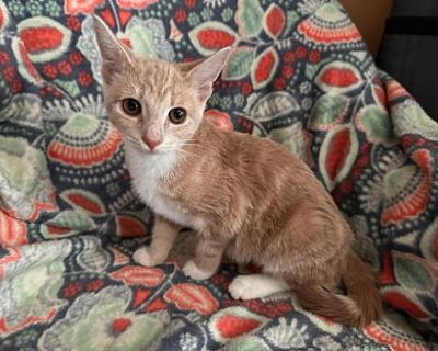 Willow Kitten - Domestic Shorthair Female Cat for Adoption