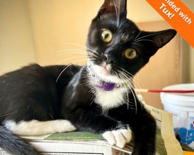 Lux is one of the sweetest kittens ever! She is bonded with her sister Tux, and the two look and act like identical twins! You might be thinking, I only want to adopt ONE kitten. But if you ve never seen a bonded pair of cats, it s truly an amazing thing! To watch the love they have for each other is so beautiful, PLUS they won t be lonely while you re at work, and will always have someone to p...