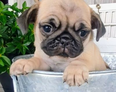 4 Male and 2 Female Pug Puppies for Sale