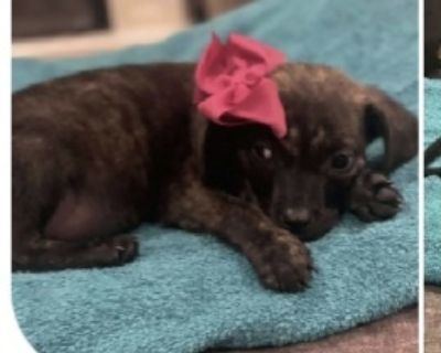 Midnight - Labrador Retriever & Beagle Mix Female Puppy for Adoption