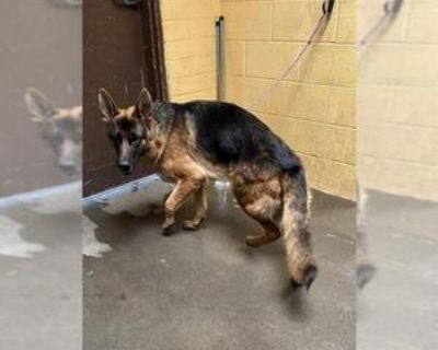 Young * Location Stockton, CA, 95206 USA USA *. Dog Breed: German Shepherd Dog (medium coat). Physical Attributes Coat Length: Medium Additional Information Was the Dog Found No