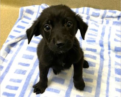 Battie - Female Puppy Lab mix for Adoption