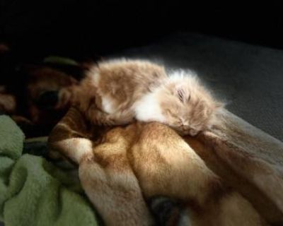 Reserved Milo Flat Face Persian Kitten - Persian Male Kitten For Sale