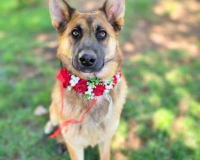 Nikki - German Shepherd Dog Male Dog for Adoption