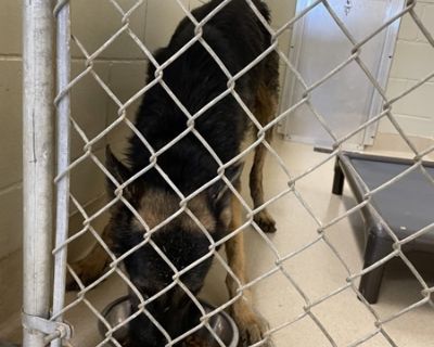 Primary Color: Black Secondary Color: Tan. Health Vaccinations up to date.. Adult Male Medium