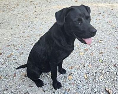 Zuzu - Labrador Retriever Female Dog for Adoption