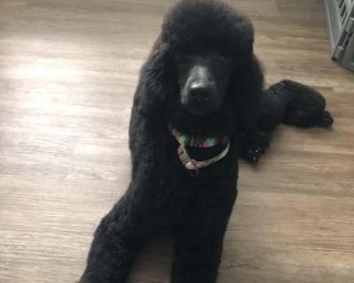 T'Challa--GORGEOUS - Standard Poodle Male Dog for Adoption