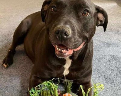 Chyna - - American Pit Bull Terrier Female Dog for Adoption
