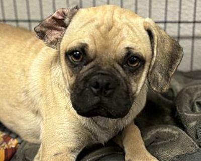 Pugsley - Pug/Mixed Breed (Medium) Mix Male Puppy for Adoption