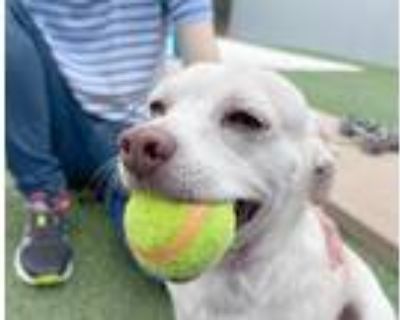 Adopt Gremlin a White - with Tan, Yellow or Fawn Chiweenie / Terrier (Unknown