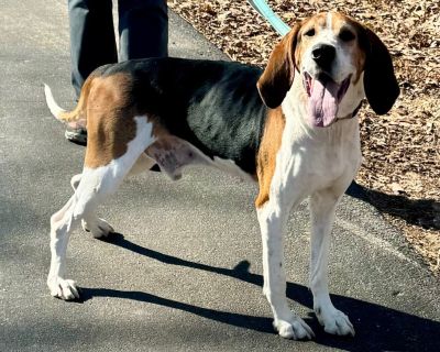 Bo - Treeing Walker Coonhound Male Dog for Adoption