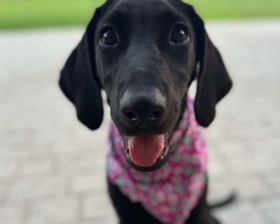 Aggie - Labrador Retriever Female Puppy for Adoption