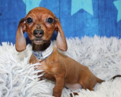 Mini Dachshunds
