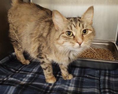 BUTTERSCOTCH - Domestic Medium Hair Female Cat for Adoption