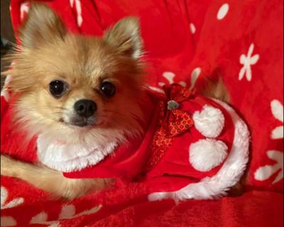 Layla is a Mini Pom weighing in at approximately 5 lbs, and at just 10-11 months old, she's ready to bring joy to her forever home. She thrives on human connection and loves being close to her person. She loves to be spoiled and she's grown into a loving companion. Layla enjoys being held in a doggy backpack, snuggling in a cozy bed on your desk, and watching kids play while being held. She's a...