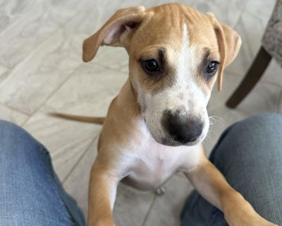 Meet Jade! Jade is a bright and curious 4 month-old pup who s ready to find her forever family. She s a social sweetheart who gets along wonderfully with dogs, cats, and people alike. This clever girl is already kennel trained and making great progress with house training. Her favorite hobbies right now? Playing, chewing, and napping in that order! And don t worry, she ll never say no to a good...