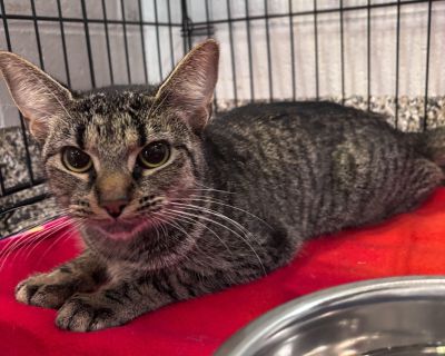 Bellamy - Domestic Short Hair Female Cat for Adoption