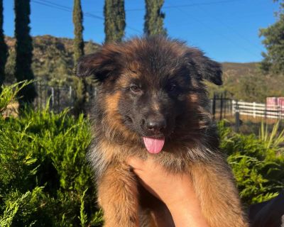 2 Male and 1 Female German Shepherd Dog Puppies for Sale