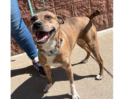 Teacup - Terrier (Unknown Type, Medium)/Boxer Mix Female Dog for Adoption