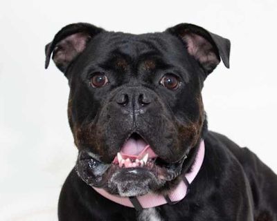 Rosie - English Bulldog Female Dog for Adoption