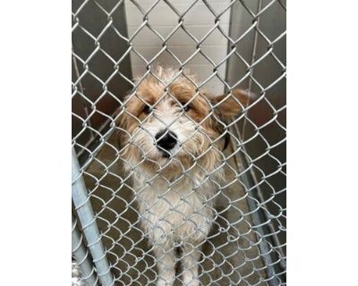 Nikko - Poodle (Standard)/Mixed Breed (Medium) Mix Male Dog for Adoption