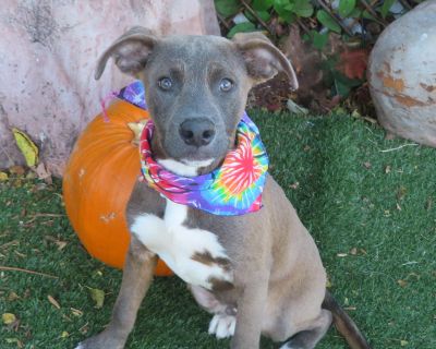 Jasper is a 7 month old, 24 pound Pit Bull Terrier mix PUPPY! Adoption fees are $60 or $30. OKC Animal Welfare is open for adoptions from 12-5:00 Tuesday through Saturday. The shelter is at 2811 S.E. 29th St., phone # 405-297-3100. The dog/cat adoption fee includes spay or neuter, MICROCHIP, age-appropriate shots and health check. Use pet's ID # when inquiring.. Young Male Medium