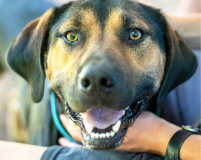 Roux - Hound Mix Male Dog for Adoption