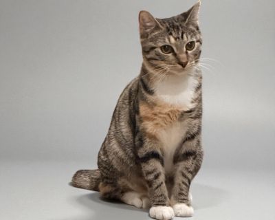 ADOPTION PROCESS: Copy and paste into your web browser to apply. https://www.shelterluv.com/matchme/adopt/TITD/Cat Meet Lucia the Chatty Little Bobtail Beauty! DOB 6/15/25 Foster mom- Lizette Say hello to Lucia, a 5-month-old tabby-calico (tabby-co!) bobtail girl who s as talkative as she is adorable. Lucia has the sweetest voice and isn t shy about using it she loves to chat, especially when s...