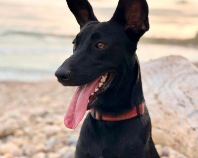 Meet Jewel! This 1/5 year old Black Lab/Shepherd mix was found living on a rooftop in Puerto Vallarta. Thankfully, a kind person reported her situation, and she's now safe in our care. Despite her rough start, Jewel's heart is full of love and kindness. She adores playing with other dogs, is gentle and affectionate with people, and has a truly beautiful spirit. Jewel is ready for a fresh start ...